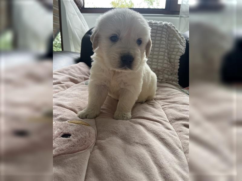 Wunderschöne Golden Retriever Welpen zu verkaufen