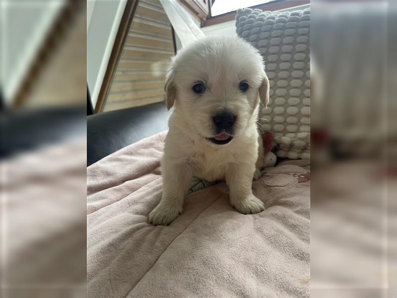 Wunderschöne Golden Retriever Welpen zu verkaufen