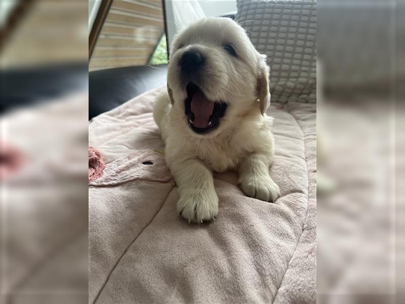 Wunderschöne Golden Retriever Welpen zu verkaufen