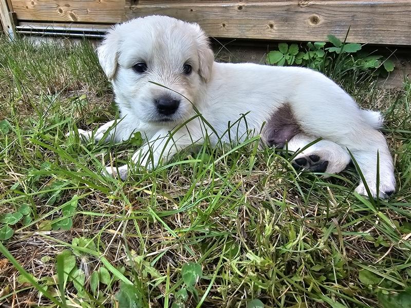 GoldenRetriever- weißer schweizer Schäferhund