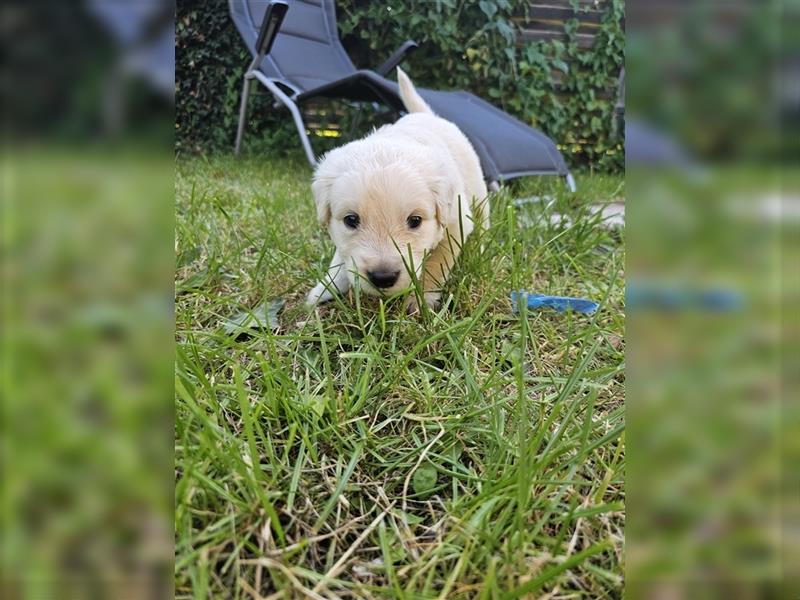 GoldenRetriever- weißer schweizer Schäferhund