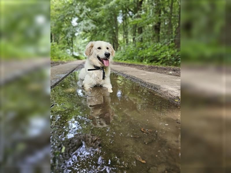 GoldenRetriever- weißer schweizer Schäferhund