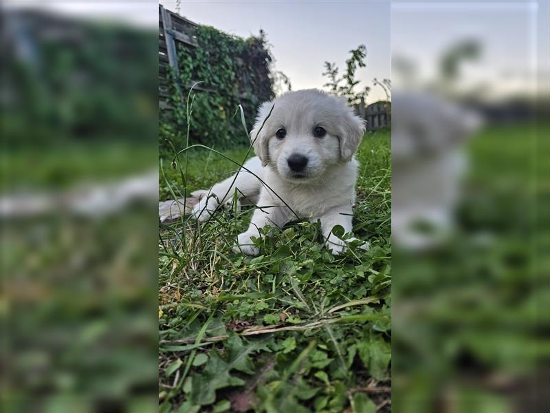 GoldenRetriever- weißer schweizer Schäferhund