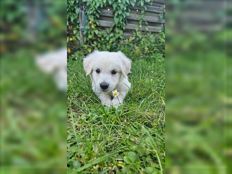 GoldenRetriever- weißer schweizer Schäferhund