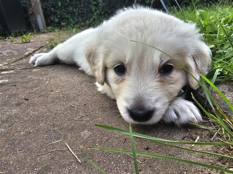 GoldenRetriever- weißer schweizer Schäferhund