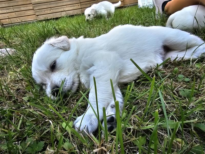 GoldenRetriever- weißer schweizer Schäferhund