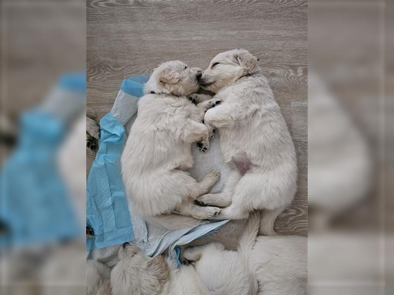 GoldenRetriever- weißer schweizer Schäferhund