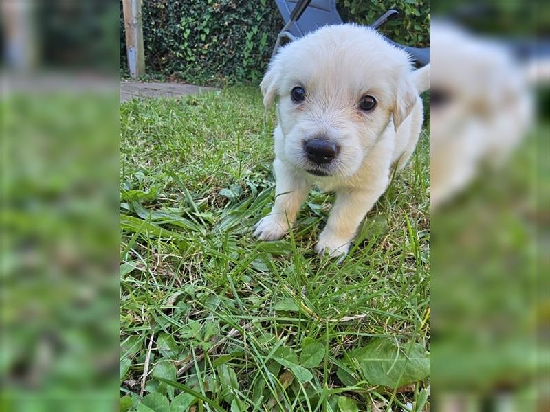 GoldenRetriever- weißer schweizer Schäferhund