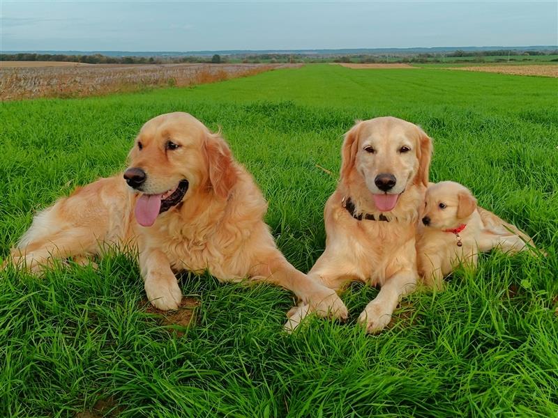 Golden Retriever Welpen in Creme Gold /Hündinnen