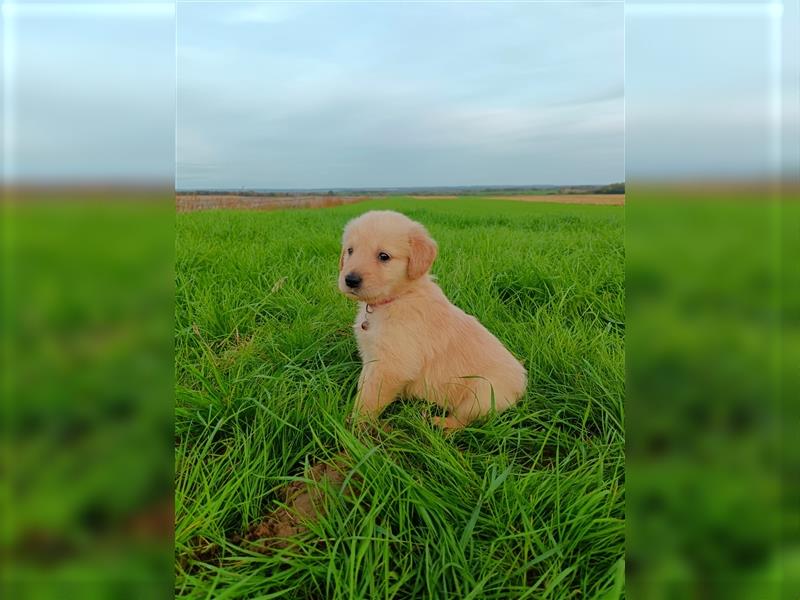 Golden Retriever Welpen in Creme Gold /Hündinnen