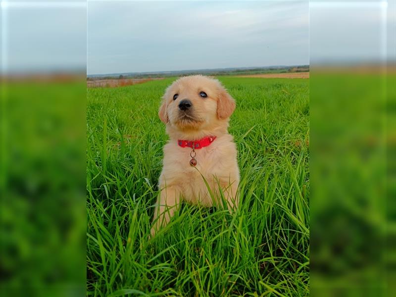 Golden Retriever Welpen in Creme Gold /Hündinnen