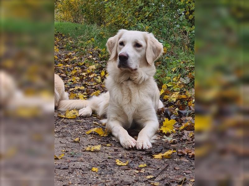 Golden Retriever Welpen