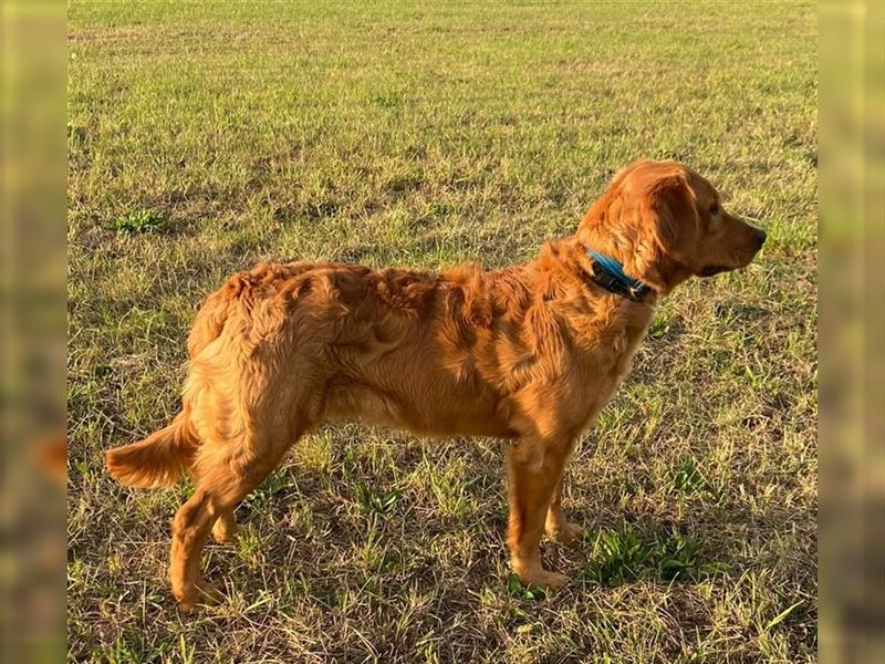 Golden Retriever Welpen