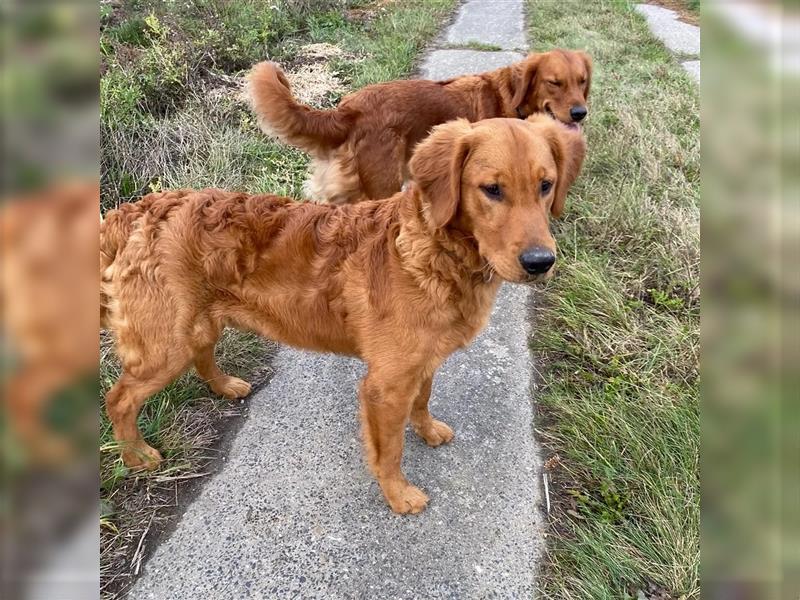 Golden Retriever Welpen