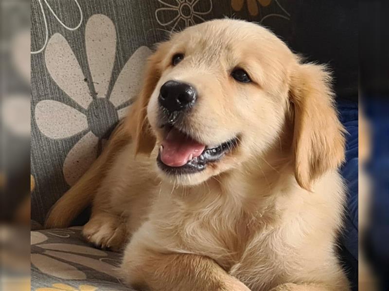 Golden Retriver