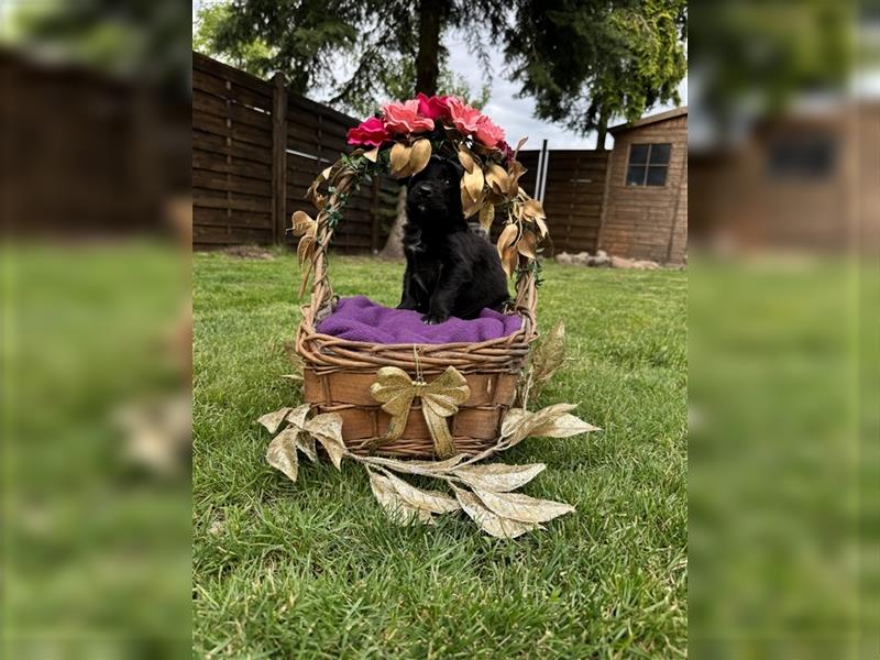 Zauberhafte Golden Retriever x Labrador x Schäferhund Welpen