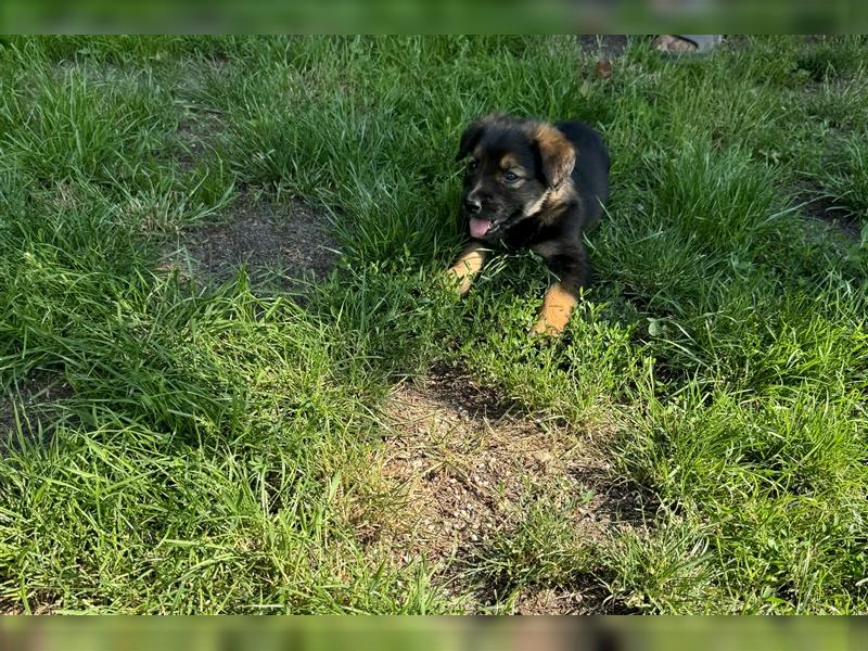 Zauberhafte Golden Retriever x Labrador x Schäferhund Welpen