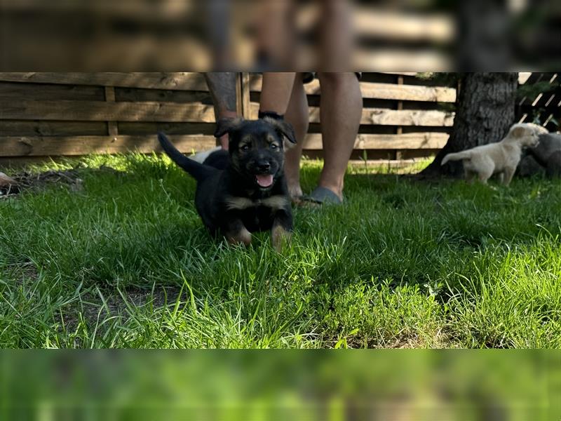 Zauberhafte Golden Retriever x Labrador x Schäferhund Welpen