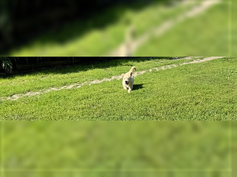 Zauberhafte Golden Retriever x Labrador x Schäferhund Welpen