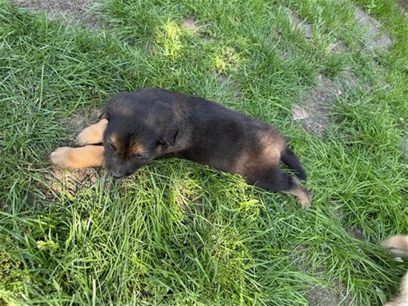 Zauberhafte Golden Retriever x Labrador x Schäferhund Welpen