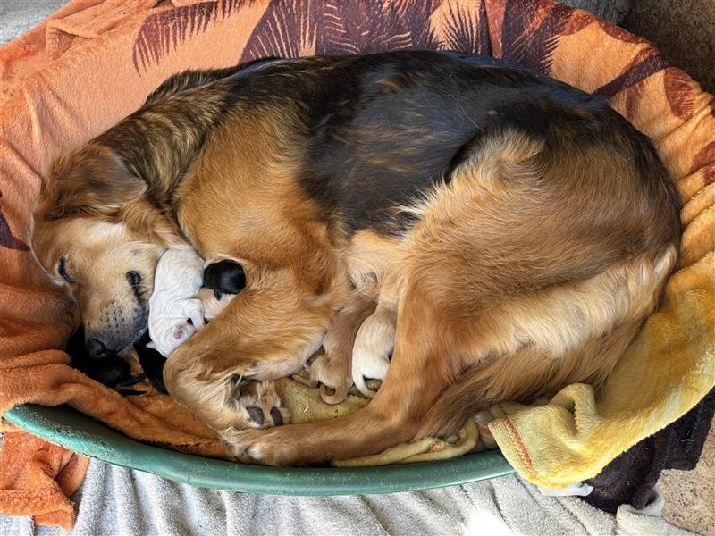 Zauberhafte Golden Retriever x Labrador x Schäferhund Welpen