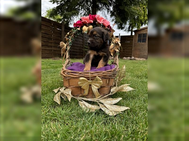 Zauberhafte Golden Retriever x Labrador x Schäferhund Welpen