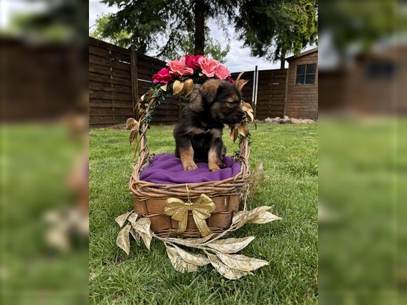 Zauberhafte Golden Retriever x Labrador x Schäferhund Welpen