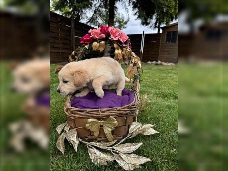 Zauberhafte Golden Retriever x Labrador x Schäferhund Welpen