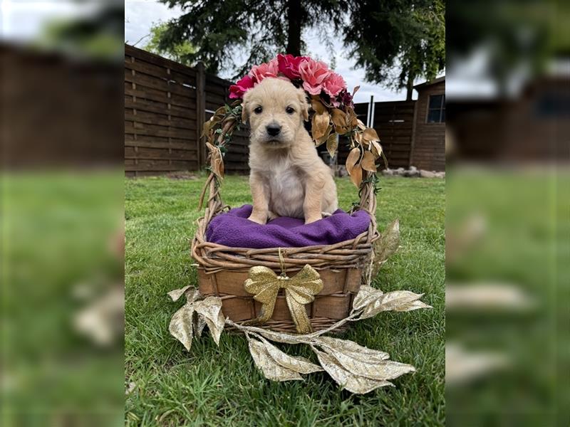 Zauberhafte Golden Retriever x Labrador x Schäferhund Welpen