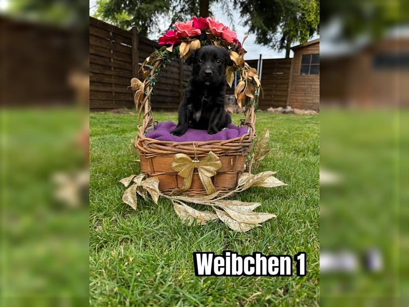 Zauberhafte Golden Retriever x Labrador x Schäferhund Welpen