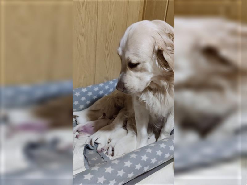 Reinrassige Golden Retriever Welpen suchen neues Zuhause