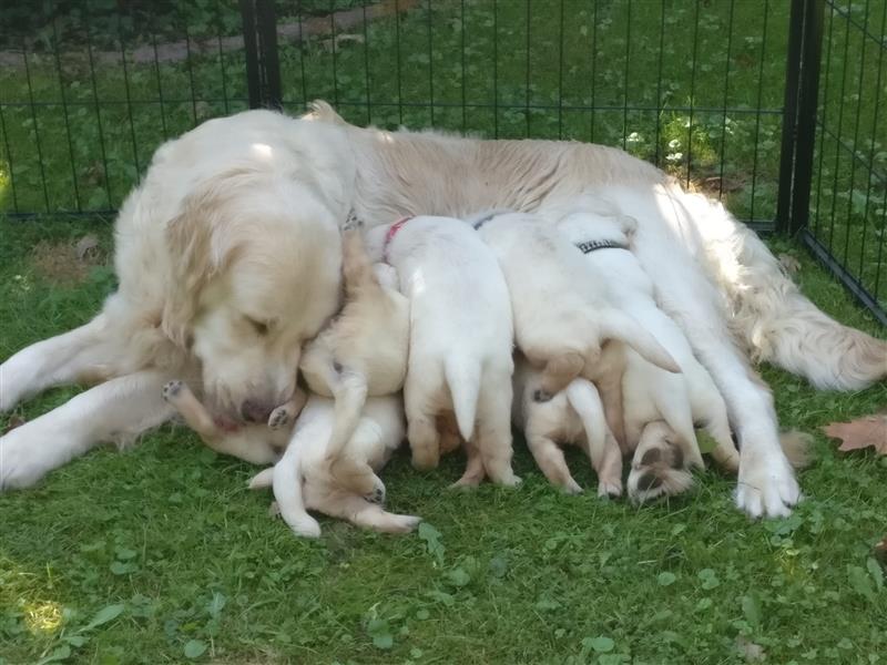 Reinrassige Golden Retriever Welpen suchen neues Zuhause