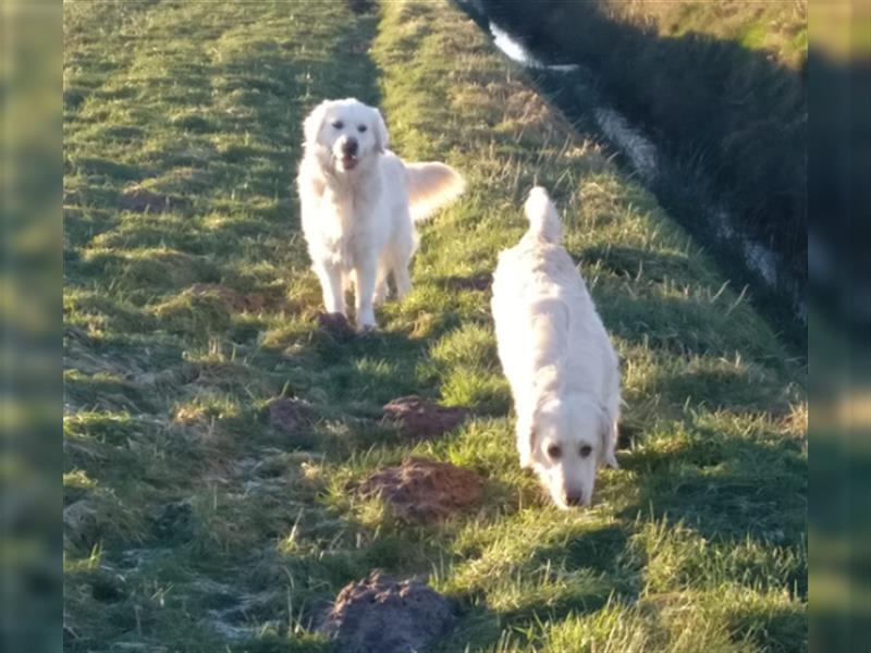 Reinrassige Golden Retriever Welpen suchen neues Zuhause