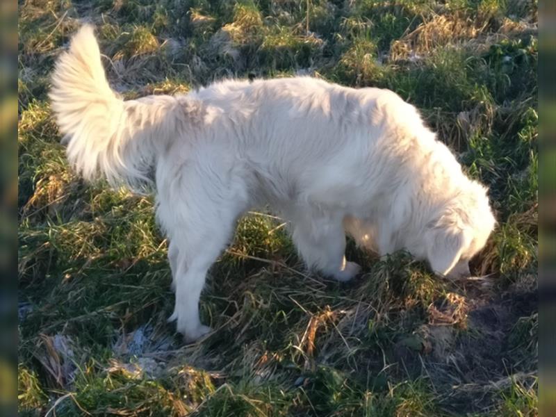 Reinrassige Golden Retriever Welpen suchen neues Zuhause