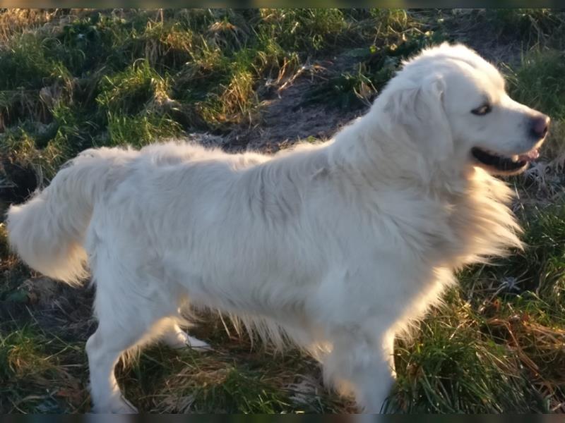 Reinrassige Golden Retriever Welpen suchen neues Zuhause