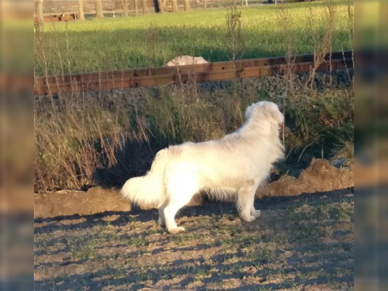 Reinrassige Golden Retriever Welpen suchen neues Zuhause