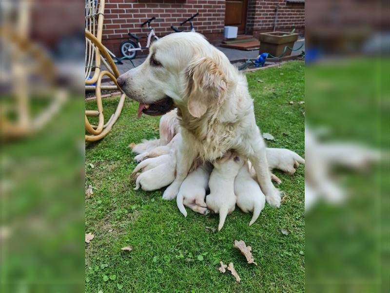 Reinrassige Golden Retriever Welpen suchen neues Zuhause