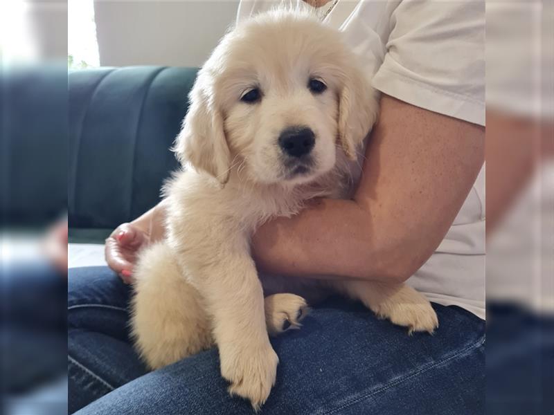 Golden Retriever Welpen 