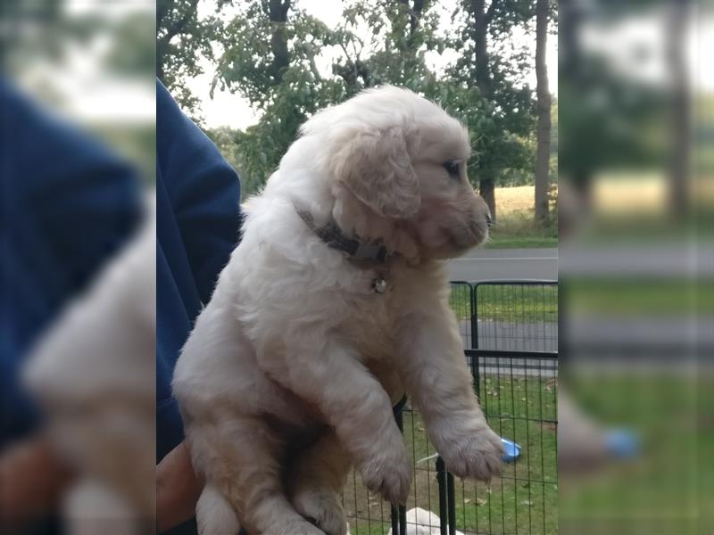 Reinrassige Golden Retriever Welpen suchen neues Zuhause