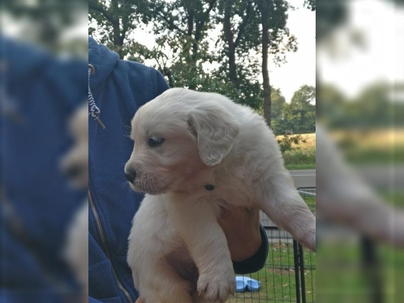 Reinrassige Golden Retriever Welpen suchen neues Zuhause