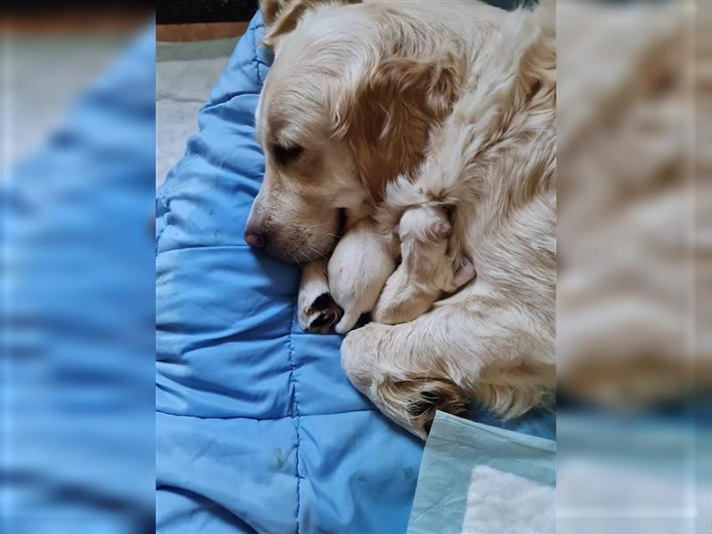 Reinrassige Golden Retriever Welpen suchen neues Zuhause