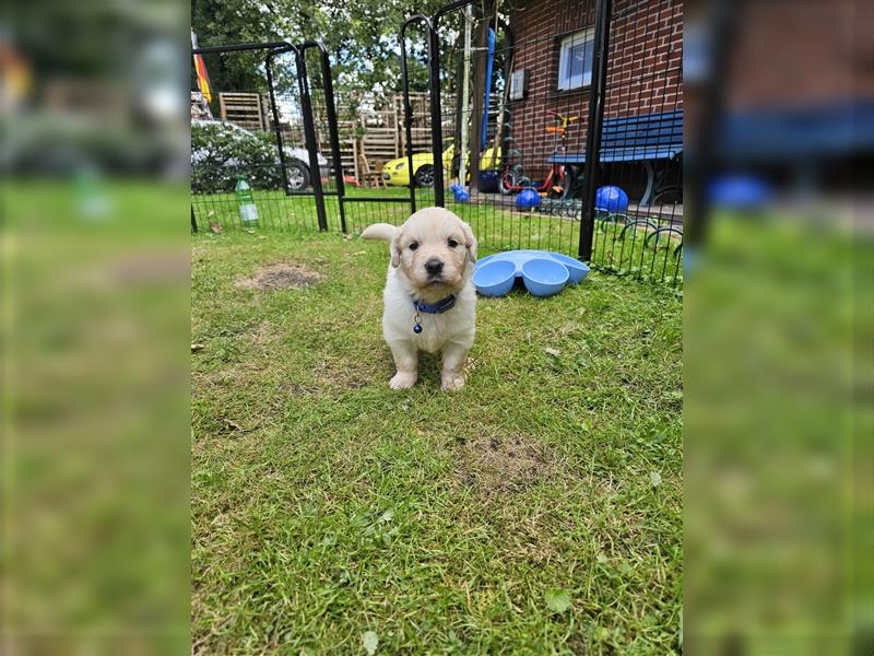 Reinrassige Golden Retriever Welpen suchen neues Zuhause