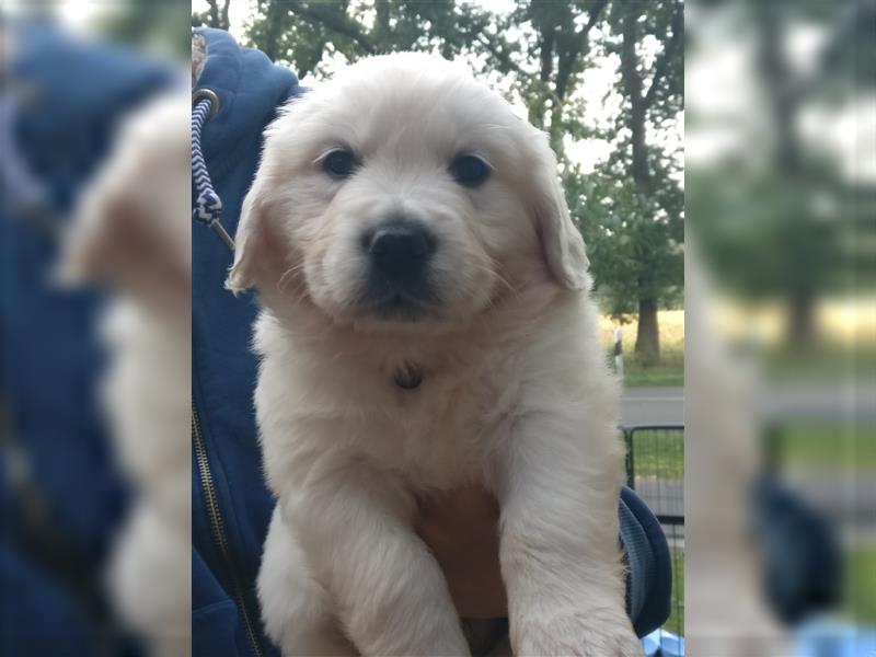 Reinrassige Golden Retriever Welpen suchen neues Zuhause