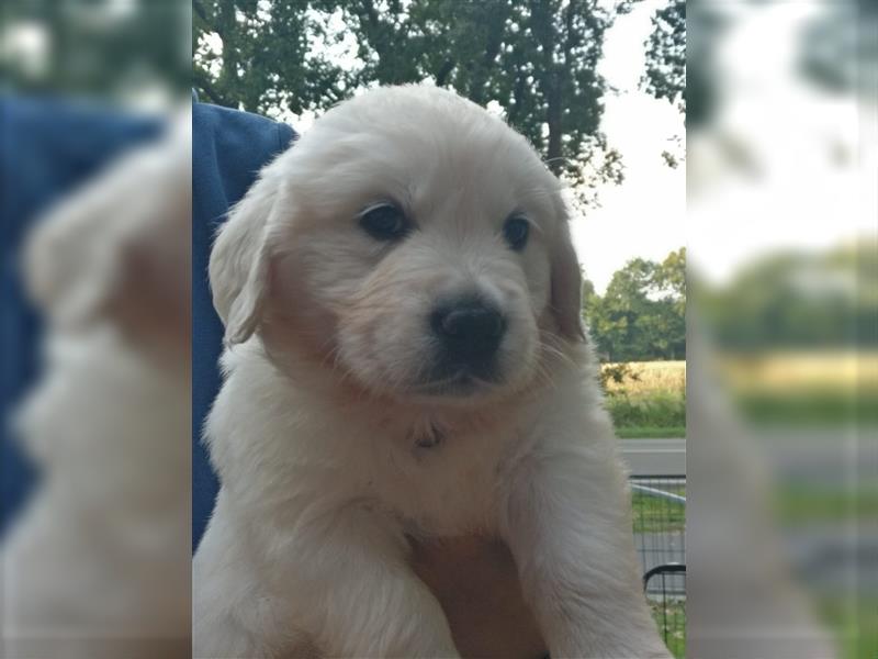 Reinrassige Golden Retriever Welpen suchen neues Zuhause