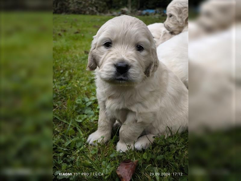 Golden Retriever Welpen