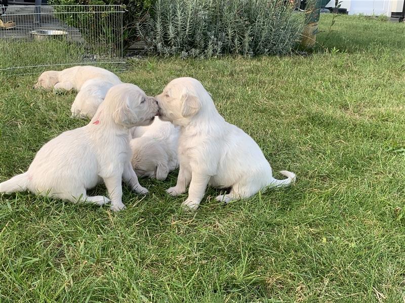 Golden Retriver Welpen aus Hobbyzucht