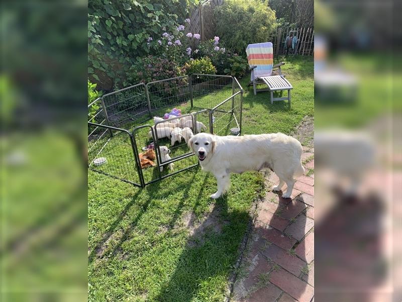 Golden Retriver Welpen aus Hobbyzucht