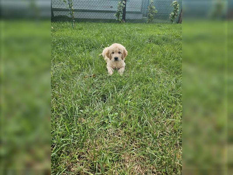 Golden retriever welpen mit Ahnentafel