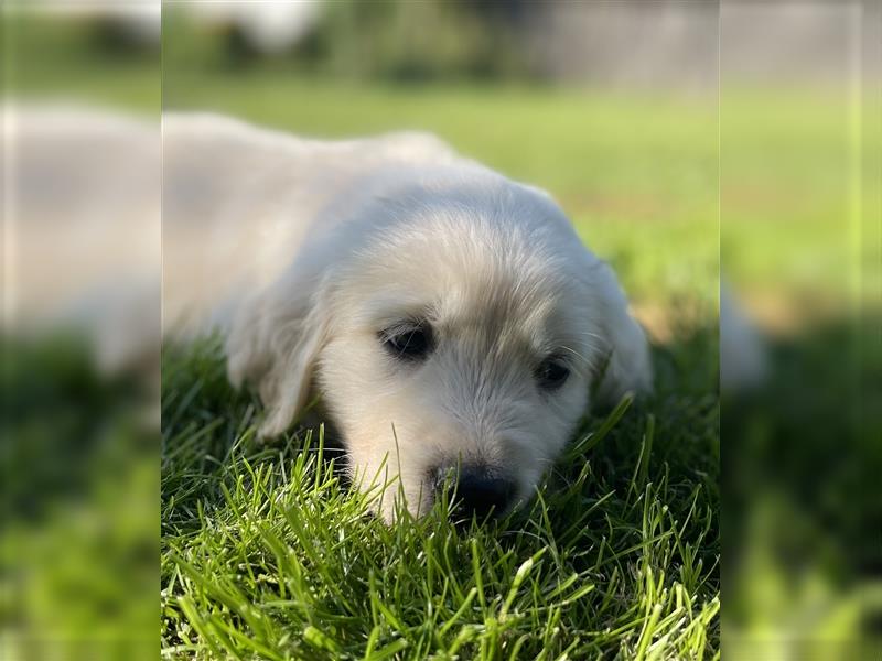 Golden Retriever Welpen aktuell 2R bald Abgabe bereit neue Fotos