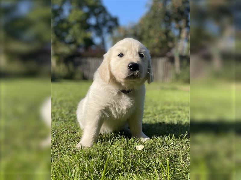 Golden Retriever Welpen aktuell 2R bald Abgabe bereit neue Fotos